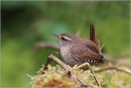 <p>STŘÍZLÍK OBECNÝ (Troglodytes troglodytes)</p>
